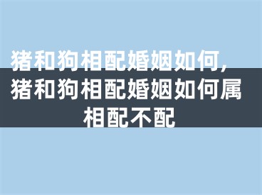 猪和狗相配婚姻如何,猪和狗相配婚姻如何属相配不配