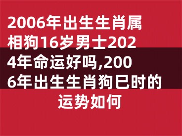 2006年出生生肖属相狗16岁男士2024年命运好吗,2006年出生生肖狗巳时的运势如何