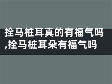 拴马桩耳真的有福气吗,拴马桩耳朵有福气吗