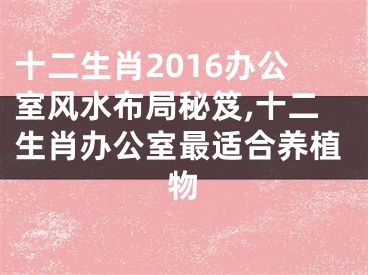 十二生肖2016办公室风水布局秘笈,十二生肖办公室最适合养植物