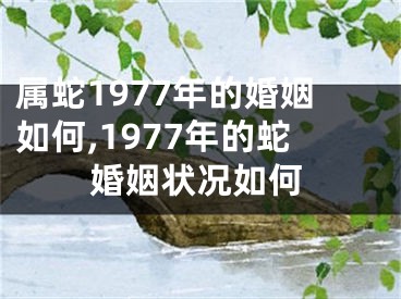 属蛇1977年的婚姻如何,1977年的蛇婚姻状况如何