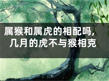 属猴和属虎的相配吗,几月的虎不与猴相克