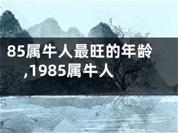 85属牛人最旺的年龄,1985属牛人