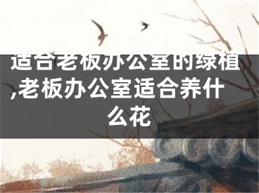 适合老板办公室的绿植,老板办公室适合养什么花