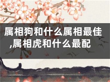 属相狗和什么属相最佳,属相虎和什么最配