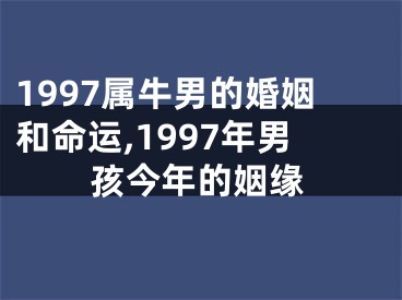 1997属牛男的婚姻和命运,1997年男孩今年的姻缘