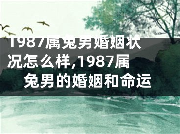 1987属兔男婚姻状况怎么样,1987属兔男的婚姻和命运