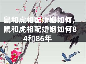 鼠和虎相配婚姻如何,鼠和虎相配婚姻如何84和86年