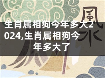 生肖属相狗今年多大2024,生肖属相狗今年多大了