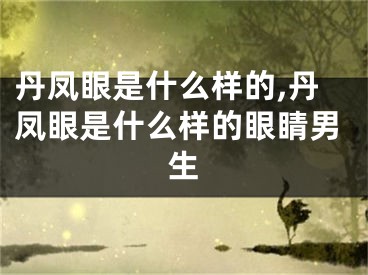 丹凤眼是什么样的,丹凤眼是什么样的眼睛男生