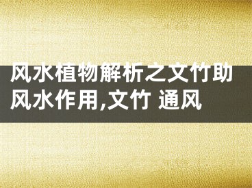 风水植物解析之文竹助风水作用,文竹 通风