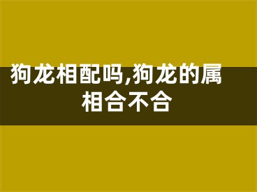 狗龙相配吗,狗龙的属相合不合