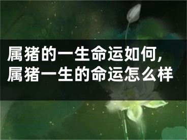 属猪的一生命运如何,属猪一生的命运怎么样