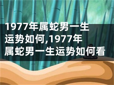 1977年属蛇男一生运势如何,1977年属蛇男一生运势如何看