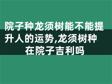 院子种龙须树能不能提升人的运势,龙须树种在院子吉利吗