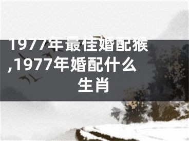 1977年最佳婚配猴,1977年婚配什么生肖