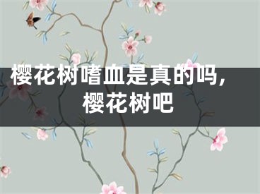 樱花树嗜血是真的吗,樱花树吧