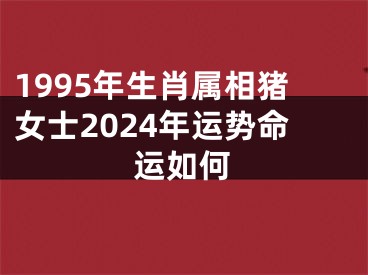 1995年生肖属相猪女士2024年运势命运如何