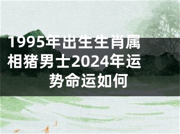 1995年出生生肖属相猪男士2024年运势命运如何