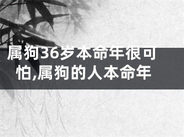 属狗36岁本命年很可怕,属狗的人本命年