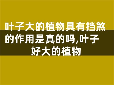 叶子大的植物具有挡煞的作用是真的吗,叶子好大的植物