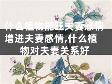 什么植物能旺夫妻感情增进夫妻感情,什么植物对夫妻关系好