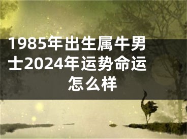 1985年出生属牛男士2024年运势命运怎么样