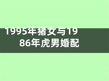 1995年猪女与1986年虎男婚配