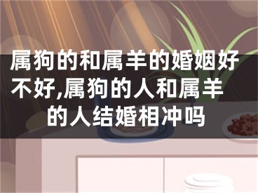 属狗的和属羊的婚姻好不好,属狗的人和属羊的人结婚相冲吗