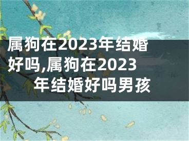 属狗在2023年结婚好吗,属狗在2023年结婚好吗男孩