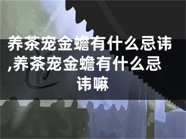 养茶宠金蟾有什么忌讳,养茶宠金蟾有什么忌讳嘛