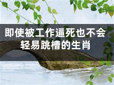 即使被工作逼死也不会轻易跳槽的生肖