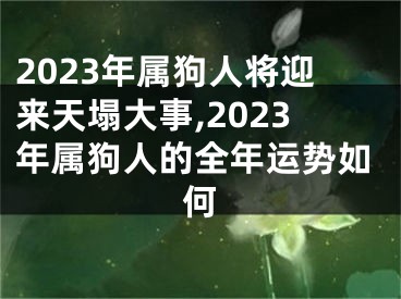 2023年属狗人将迎来天塌大事,2023年属狗人的全年运势如何