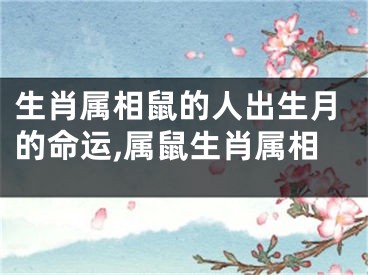 生肖属相鼠的人出生月的命运,属鼠生肖属相