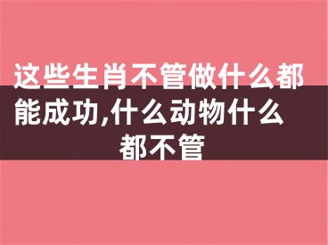 这些生肖不管做什么都能成功,什么动物什么都不管