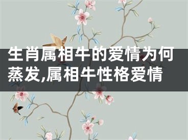 生肖属相牛的爱情为何蒸发,属相牛性格爱情