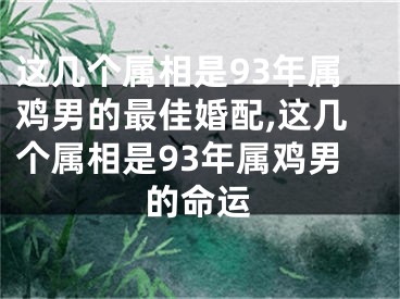 这几个属相是93年属鸡男的最佳婚配,这几个属相是93年属鸡男的命运