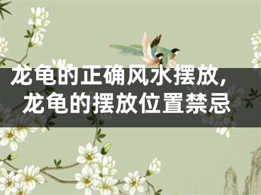 龙龟的正确风水摆放,龙龟的摆放位置禁忌