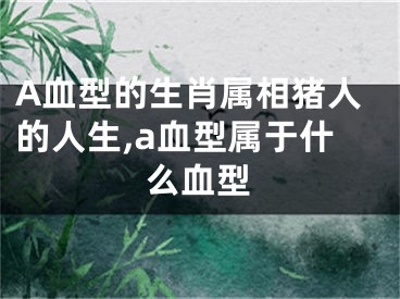 A血型的生肖属相猪人的人生,a血型属于什么血型