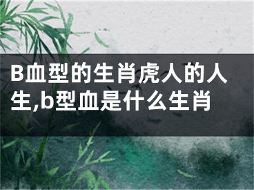 B血型的生肖虎人的人生,b型血是什么生肖