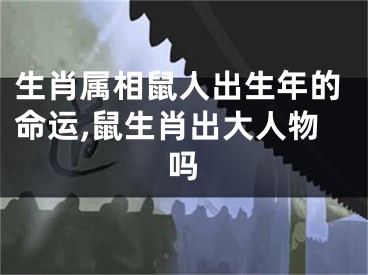 生肖属相鼠人出生年的命运,鼠生肖出大人物吗