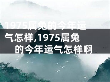 1975属兔的今年运气怎样,1975属兔的今年运气怎样啊