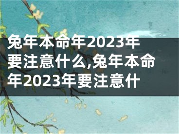 兔年本命年2023年要注意什么,兔年本命年2023年要注意什