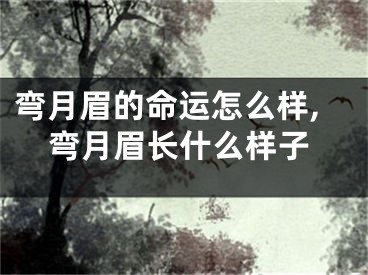 弯月眉的命运怎么样,弯月眉长什么样子