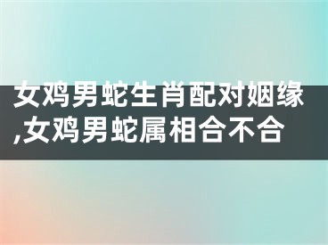 女鸡男蛇生肖配对姻缘,女鸡男蛇属相合不合