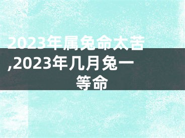 2023年属兔命太苦,2023年几月兔一等命