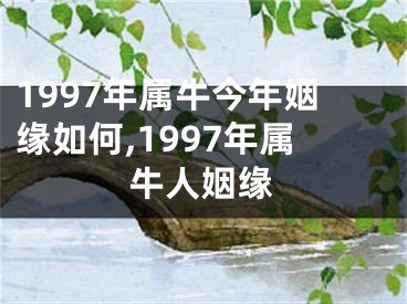 1997年属牛今年姻缘如何,1997年属牛人姻缘