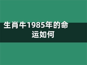 生肖牛1985年的命运如何