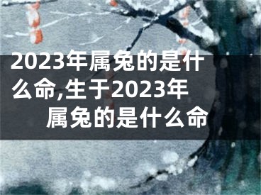 2023年属兔的是什么命,生于2023年属兔的是什么命