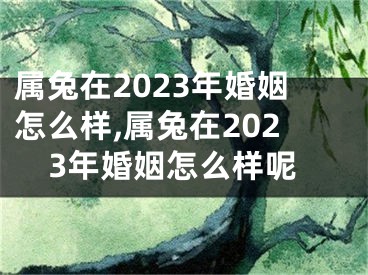 属兔在2023年婚姻怎么样,属兔在2023年婚姻怎么样呢